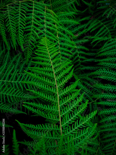 Midsummer Day background. Lush Green Ferns