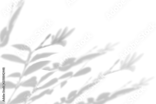 branch of a tree with some leaves shadow overlay isolated on transparent background. Tropical leaf silhouette with diffused light effect. useful for creates abstract soft bokeh shade effects on wall