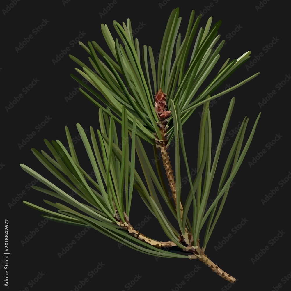 Fototapeta premium Botanical illustration of a pine branch with long green needles on a dark background. Detailed conifer plant in minimalist natural style for decor, prints and design.