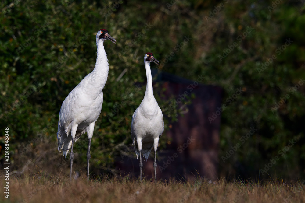 Obraz premium Two Whooping Cranes