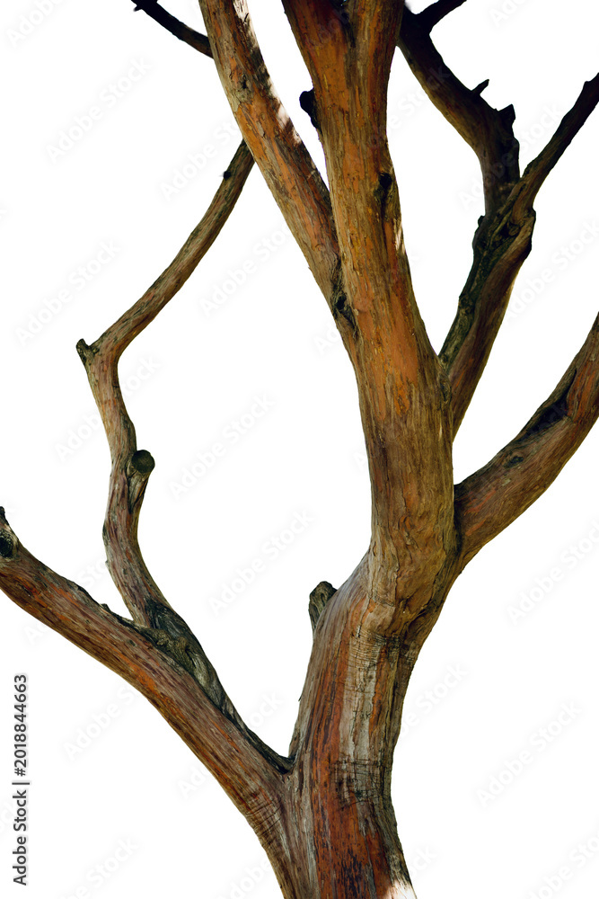 Fototapeta premium branches of a tree with multicolored bark isolated on Transparent background 