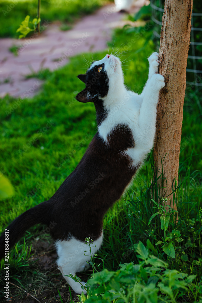 Fototapeta premium Black and white cat scratching tree trunk in summer garden