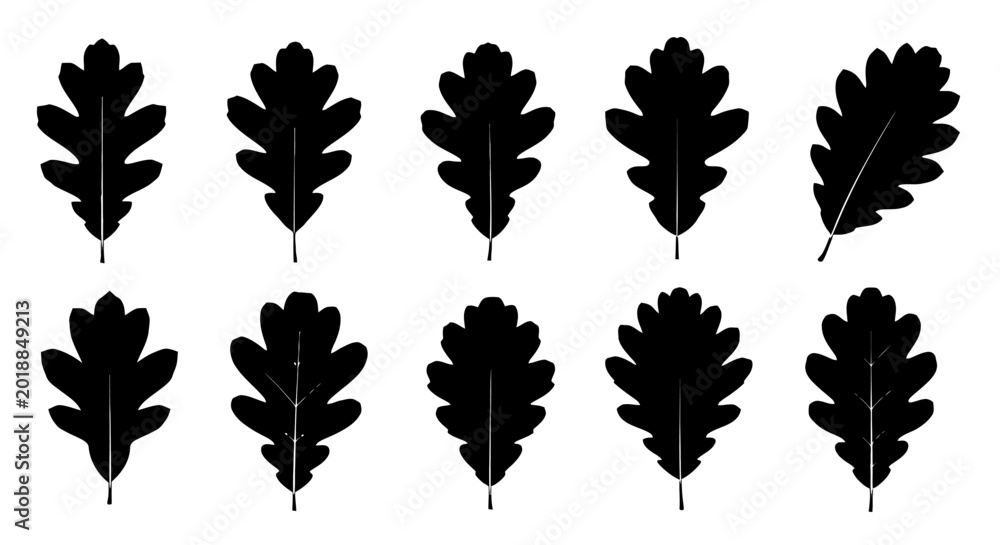 Fototapeta premium Collection of various oak leaf silhouettes.