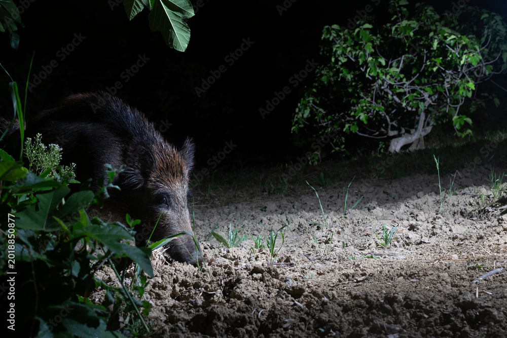 Naklejka premium Wild Boar (Sus scrofa) Foraging in the Dark: A Nocturnal Wildlife Study.