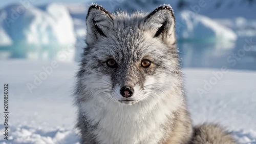 Arctic fox with gray fur and distinctive features gazes intently at the camera while sitting on snow-covered ground near ice formations in a polar landscape
