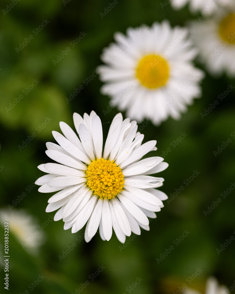 Obraz premium White Daisy Flower Macro Soft Green Bokeh Botanical Background