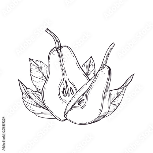 Hand drawn pear fruit slices and leaves isolated illustration. Fresh organic pears sketch. Food ingredient for menu design, label, packaging, and healthy nutrition concept