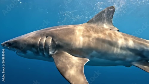 Shark swimming gracefully through clear blue ocean waters, showcasing its streamlined body and powerful fins in a natural underwater environment