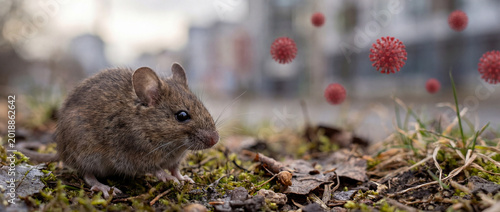 Tableau sur toile Wild rodent in an urban environment with viral particles in the background, visual concept about hantavirus
