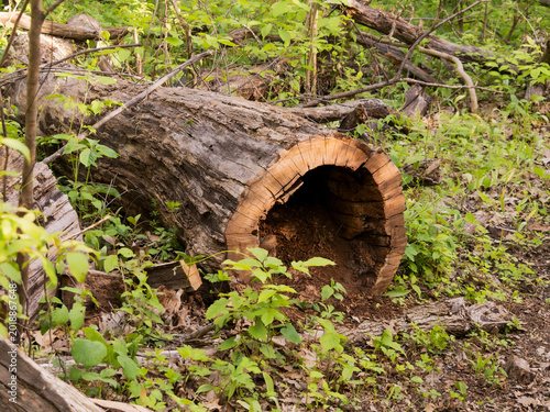 Konstfotografi Large hollow fallen log in a sunlit forest with textured bark and organic debris