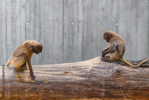 Slika na platnu Monkeys Converse Silently