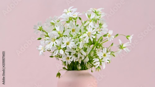 Video of white flowers in a vase