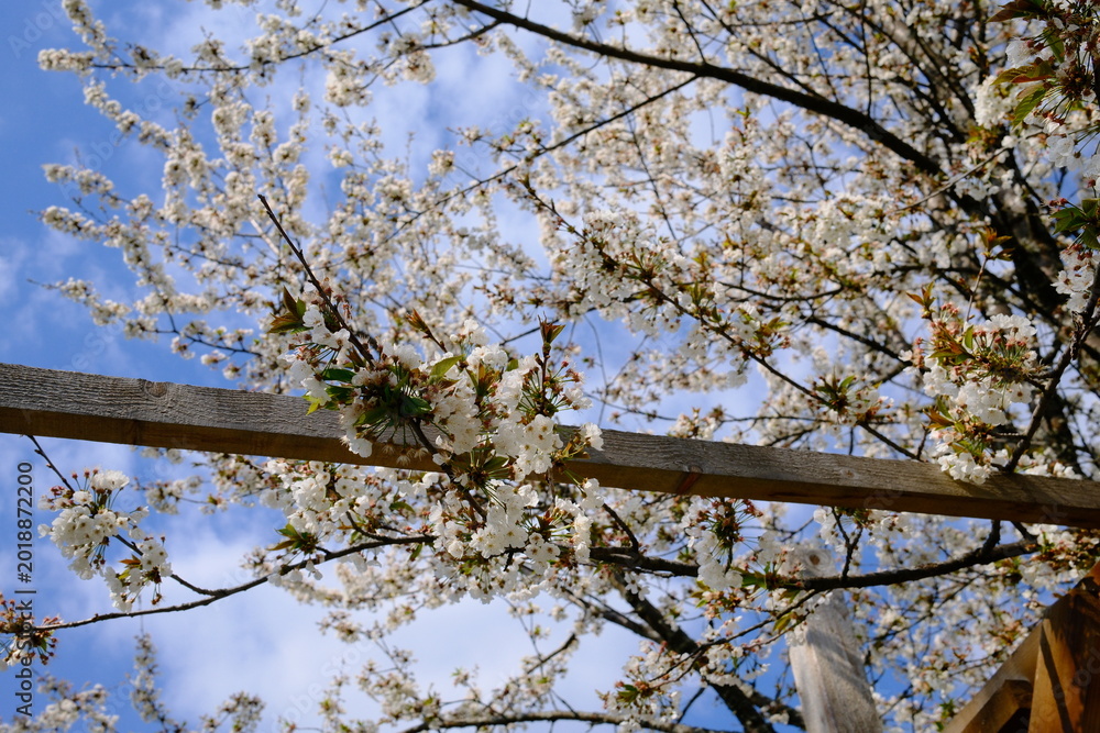 Obraz premium White cherry blossoms swaying in wind against bright blue sky. White sweet cherry blossoms on sunny day, close-up