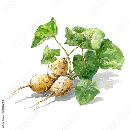 Fotografia Wild Yam watercolor vector illustration, high-quality artwork isolated on a pure white background