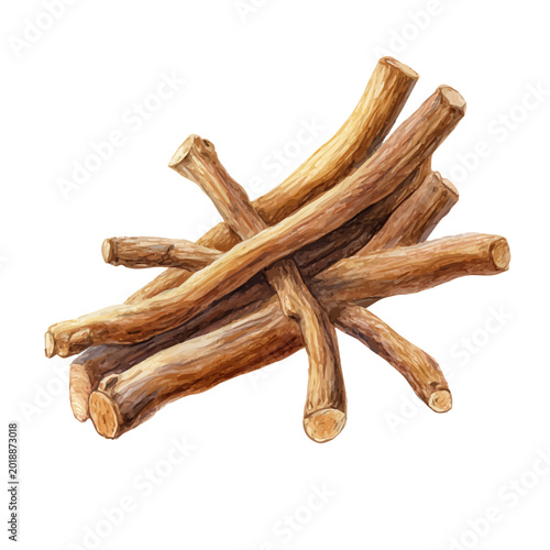 Tableau sur toile Licorice Root watercolor vector illustration, high-quality artwork isolated on a pure white background