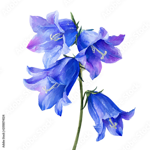 Photography Bluebell watercolor artwork, high-quality professional vector illustration isolated on a white background