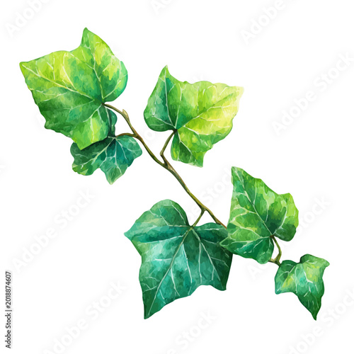 Fotografia Stylized watercolor Ivy Leaf vector, modern artistic illustration with high-quality details on a pure white background