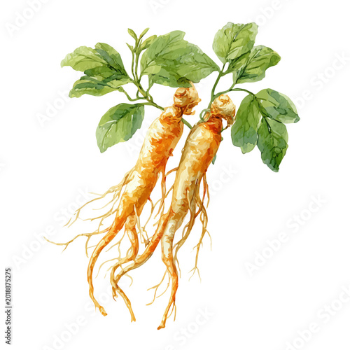 Tablou pe pânză Stylized watercolor Ginseng vector, modern artistic illustration with high-quality details on a pure white background