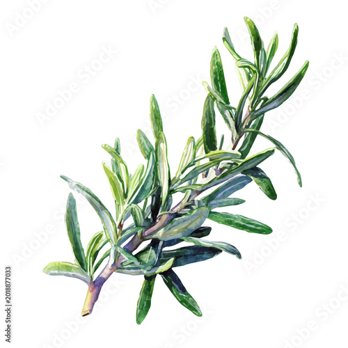Quadro su tela Rosemary watercolor artwork, high-quality professional vector illustration isolated on a white background