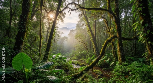 Lush green jungle pathway bathed in soft morning sunlight with mist rising through ancient trees