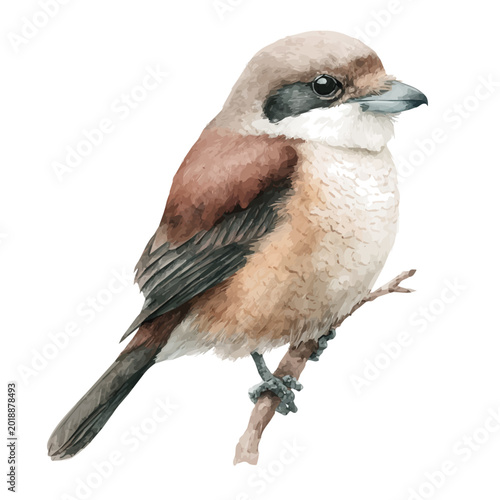 Fotografía Shrike watercolor vector illustration, high-quality artwork isolated on a pure white background