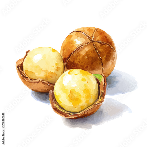 Macadamia watercolor artwork, high-quality professional vector illustration isolated on a white background.