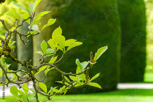 Natural green spring background with fresh tree branches and young leaves. Botanical wallpaper with copy space and soft blurred park backdrop for eco design, banner or nature themed template.