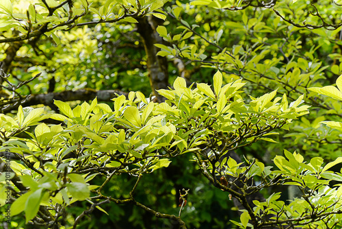 Vibrant Leafy Scene. Dewcovered Leaves Under Soft Morning Light. Rich Green Foliage Basking In Gentle Summer Dawn Glow