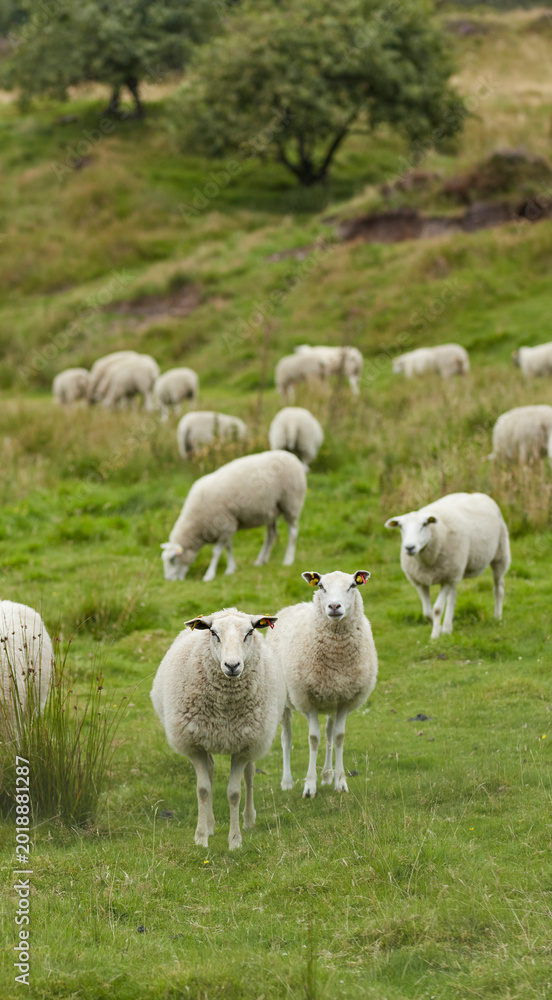 Fototapeta premium Sheep, flock and livestock with grass field in nature for natural growth, food or resources. Pack, group or animals with greenery in habitat or countryside for agriculture or production on farmland