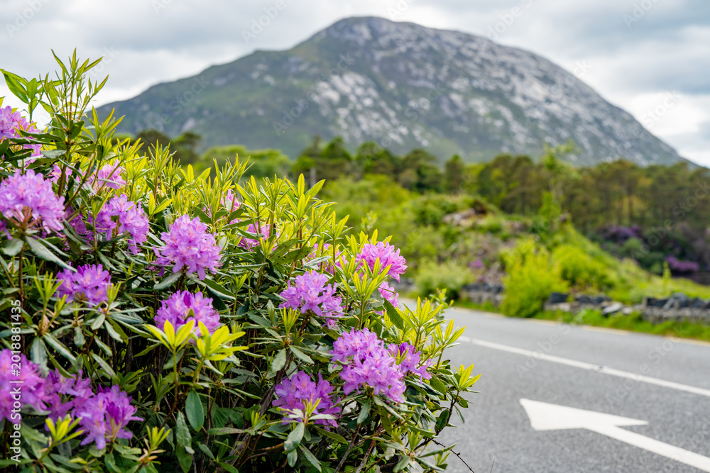 Obraz premium Blooming rhododendrons line a roadside in Connemara, County Galway, with lake and woodland beyond. A spring scene that can also illustrate invasive plants threatening native Irish habitats.