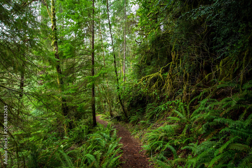 Obraz premium Hiking Trail In The Oregon Rainforest