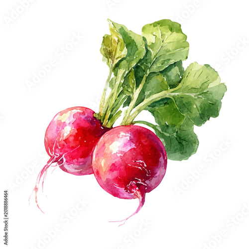 Fotografia Radish watercolor vector illustration, high-quality artwork isolated on a pure white background