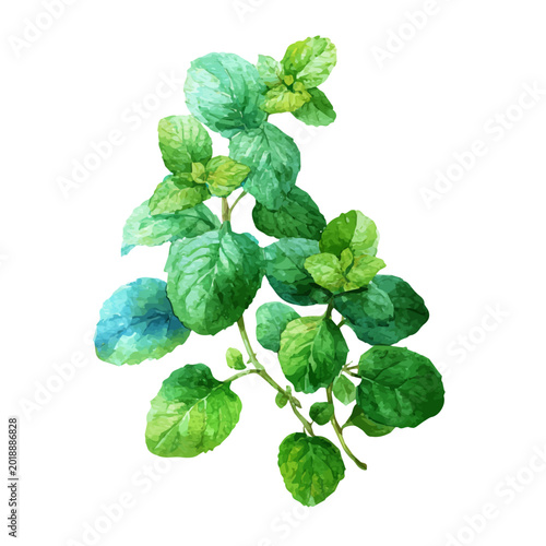 Watercolor Mint vector, artistic painting style, high-resolution illustration on a pure white background.