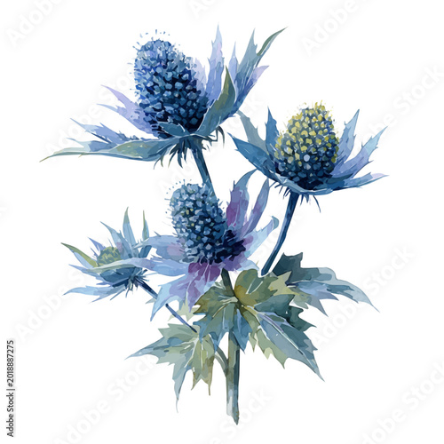 Canvas-taulu Thistle Eryngium watercolor artwork, high-quality professional vector illustration isolated on a white background