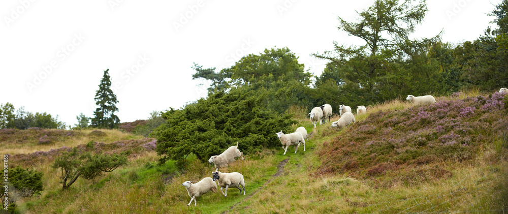 Naklejka premium Sheep, flock and walk on field in nature for grazing, pasture and outdoor with banner for agriculture. Free range animal, landscape and herd on hill, grass or farm for meat, wool and sustainability