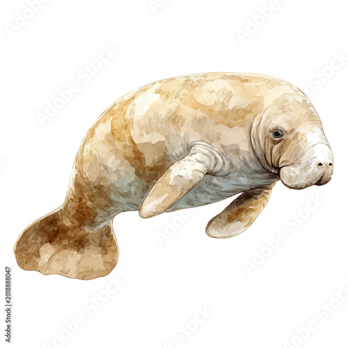 Fotografía Dugong watercolor vector, hand-painted style, high-quality illustration isolated on white background