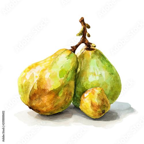 Cuadro en lienzo Watercolor painting of Baobab Fruit, detailed and artistic vector illustration on a white background