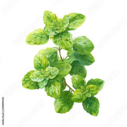 Canvas Print Stylized watercolor Watermint vector, modern artistic illustration with high-quality details on a pure white background