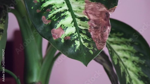 Close up of plant leaf showing signs of disease and natural damage