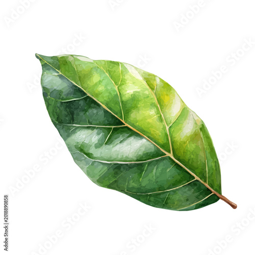 Foto Magnolia Leaf watercolor artwork, high-quality professional vector illustration isolated on a white background