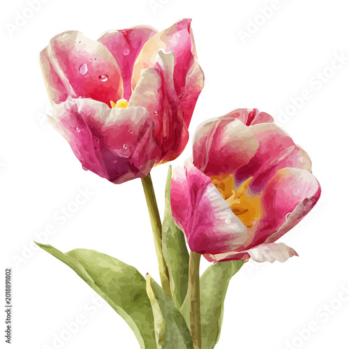 Fotografie Tulips watercolor vector, hand-painted style, high-quality illustration isolated on white background