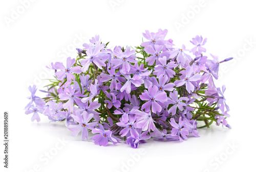 Beautiful purple phlox flowers on white background.