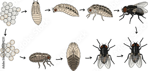Photos Vector illustration showing the house fly life cycle stages from eggs and larvae to pupae and adults