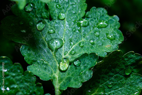 Cuadro en lienzo Multiple clear water droplets clinging to a bright green leaf after rain or morning mist