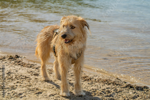 Fotografie a medium size mongrel dog with light brown shaggy fur is standing on the beach i