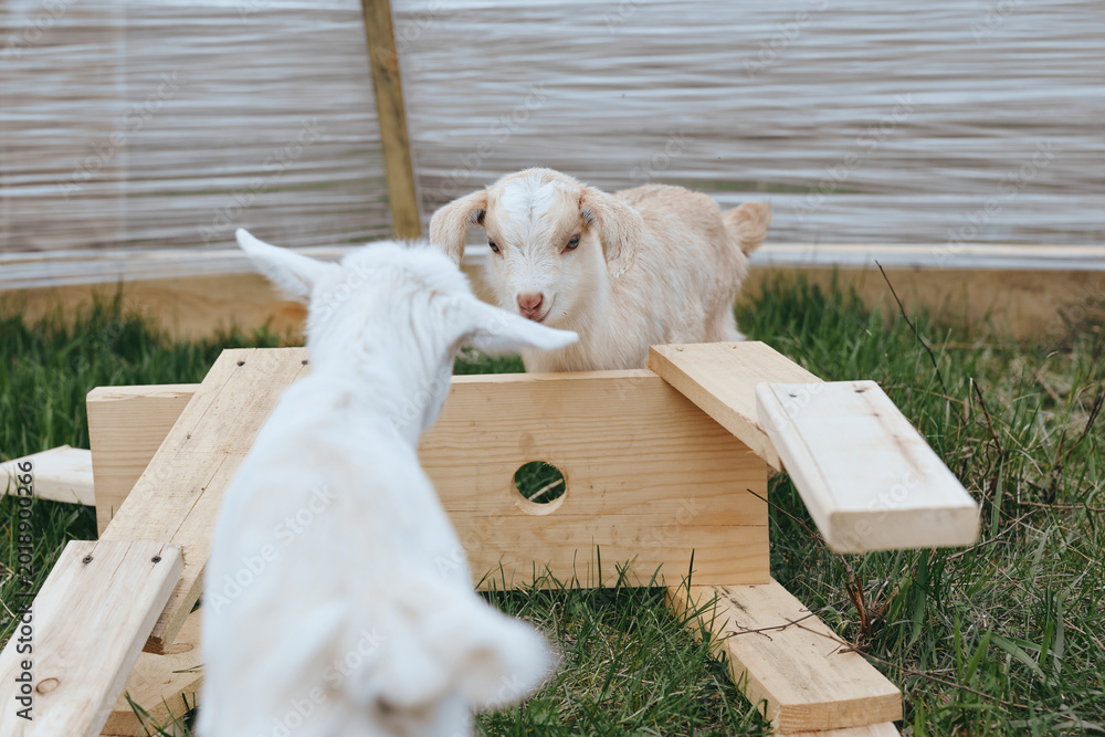 Obraz premium Two young goats interact playfully on wooden planks outdoors in a natural grassy area, showcasing a lively and authentic farm lifestyle moment.