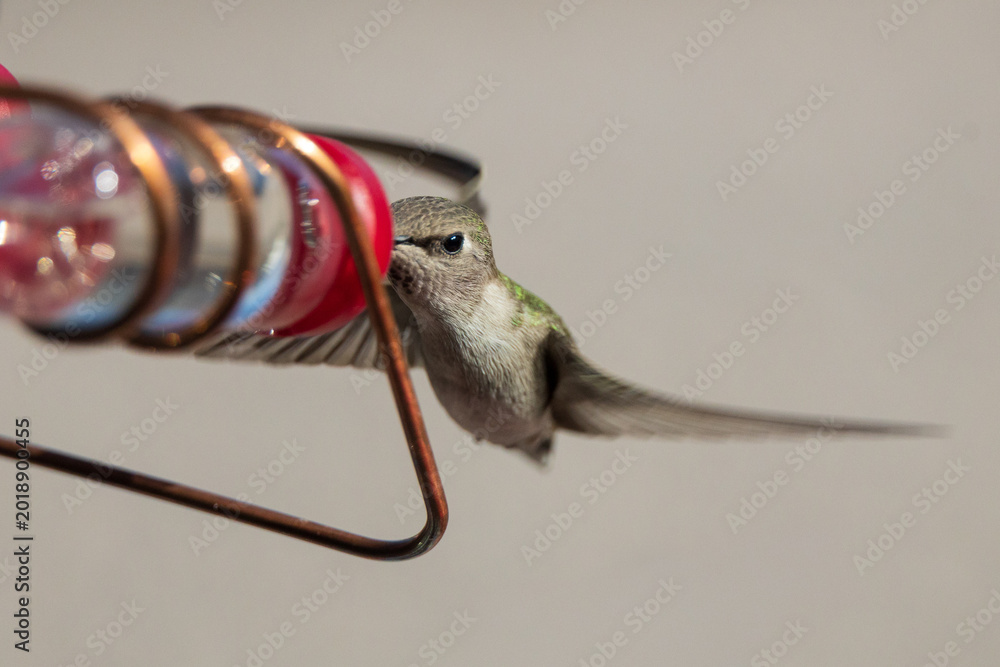 Fototapeta premium Female Costa's hummingbird at a feeder