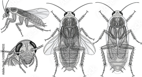 Canvas Print Detailed biological cockroach anatomy vector set showing various insect perspectives including head profile wings and ventral view