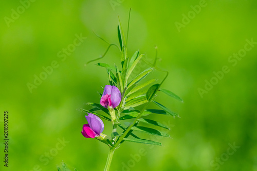 
Vicia sativa, commonly known as vetch, garden vetch, tare, or simply vetch, is a nitrogen-fixing legume plant belonging to the Fabaceae family. It is naturally distributed on every continent except A