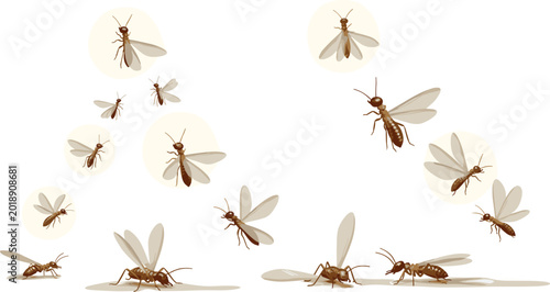 Cuadro en lienzo Flying termite alates swarming and landing during mating season set isolated on a white background vector illustration